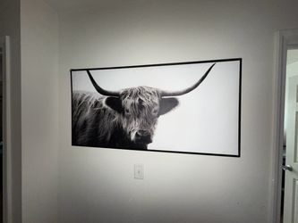 Highland cow art