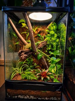 Reptile Enclosure
