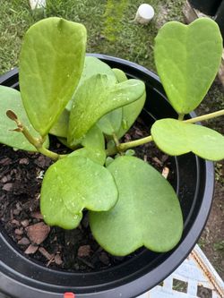 Hoya kerrii