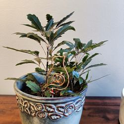 Live Plant & Bird Deco -$20