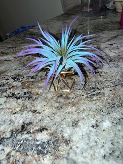 Natural dyed live air plant with gold holder