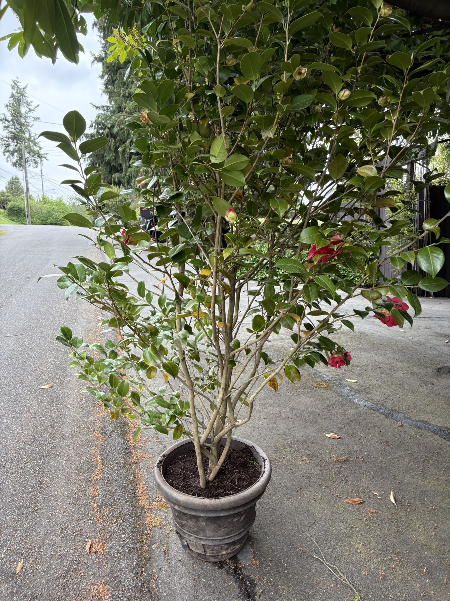 Large Camellia Bush and Pot