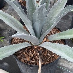 Agave Plant 