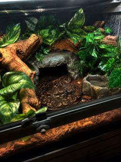 Reptile
