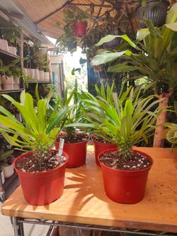 Madagascar Palm