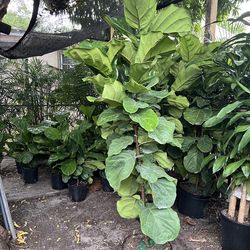 Fiddle leaf fig in 7 gls pot. SPECIAL PRICE 🤩