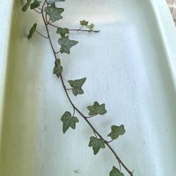 English Ivy Perennial Plant.