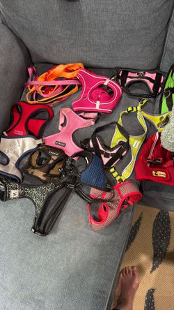 Harnesses Small And Extra Small $10 Each