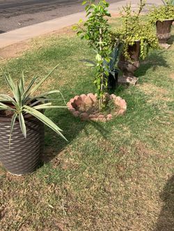 Part four of the many plants available for purchase