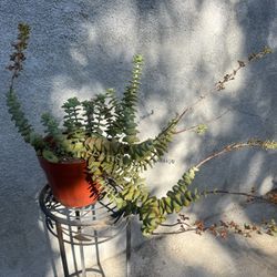 String of Buttons Plant