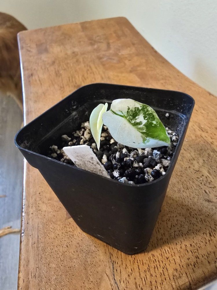 Alocasia Variegated Frydek 