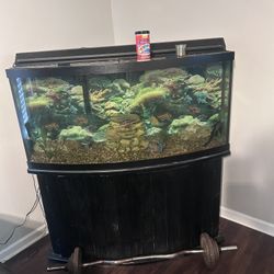 72 Gallon Bow Front Fish Tank 