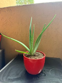 Aloe vera