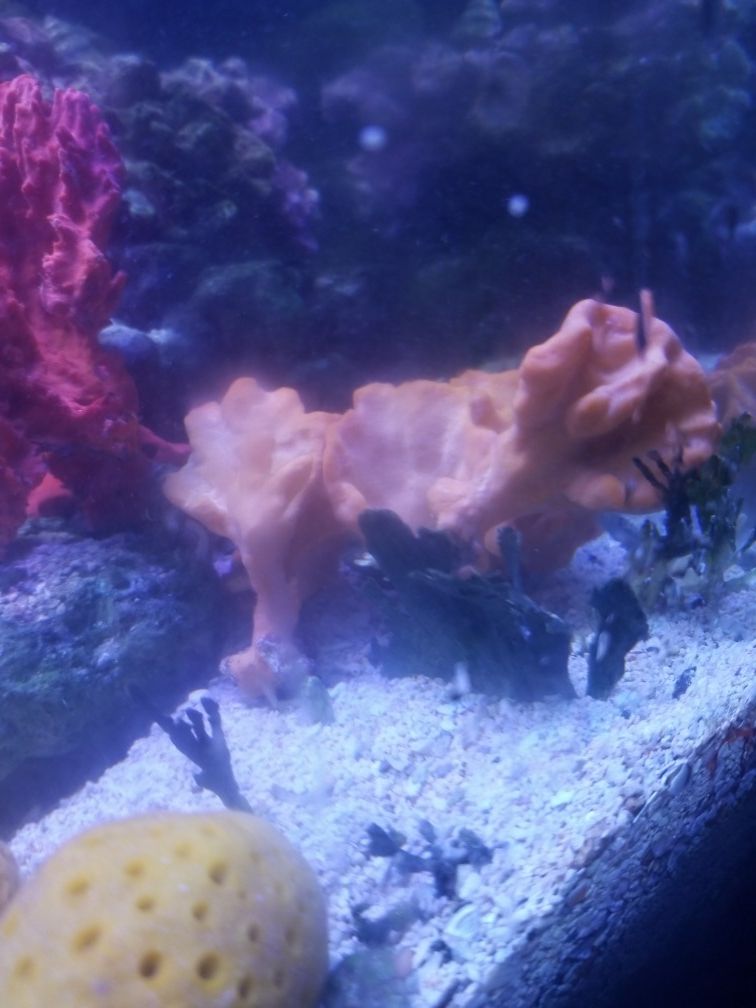 sea sponges trio saltwater aquarium tank for Sale in Santa Monica, CA