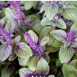 BASIL ORGANIC AFRICAN BLUE BASIL MOSQUITO REPELLENT POLLINATOR ATTRACTOR PERENNIAL BUSH
