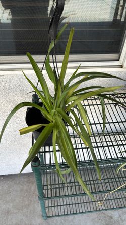 Spider Plants