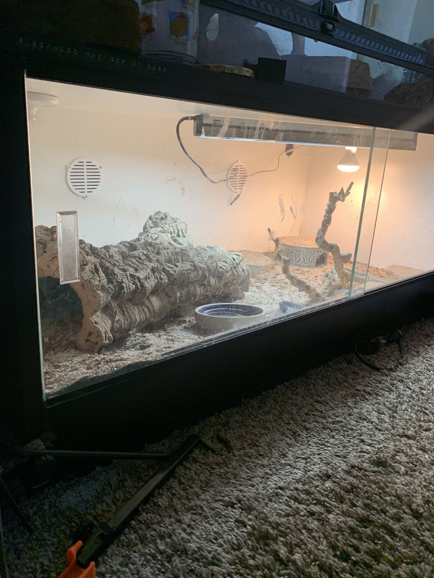 Schneider’s Skink Reptile Enclosure