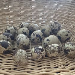 Organic Chicken Eggs & Quail Eggs 