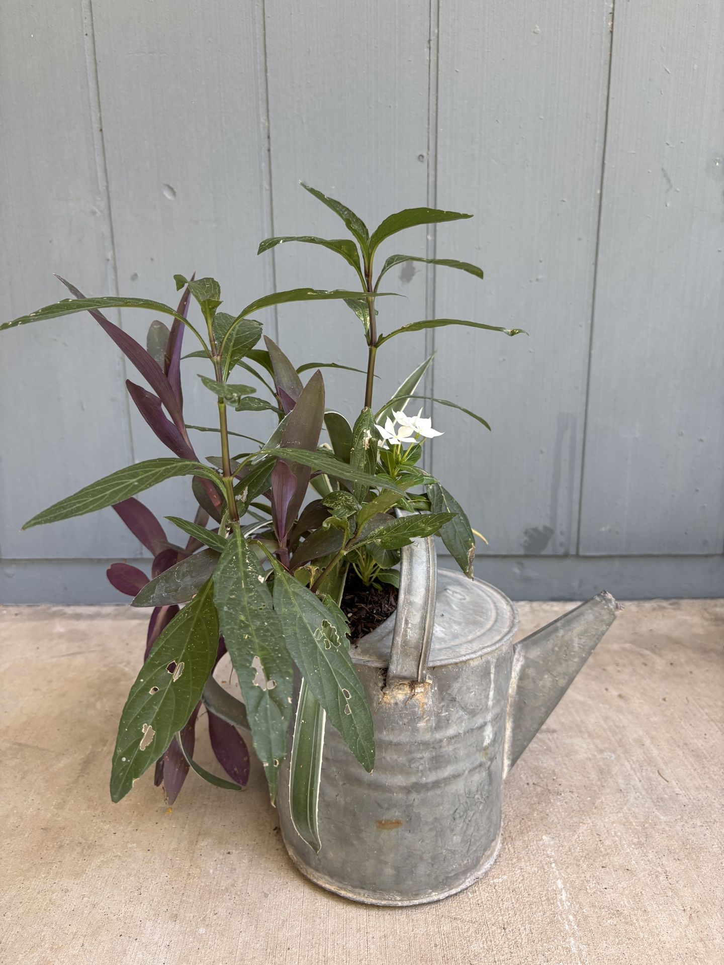 Beautiful Antique Watering Can Plant Arrangement