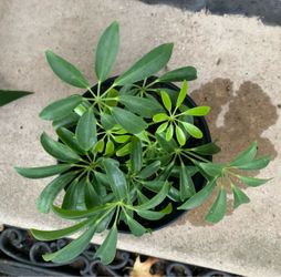 Dwarf Umbrella Tree (Schefflera arboricola), a popular tropical houseplant