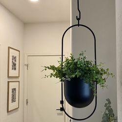 Hanging Planter with Plant