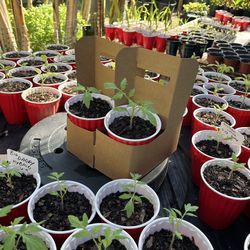 4 different tomato plants