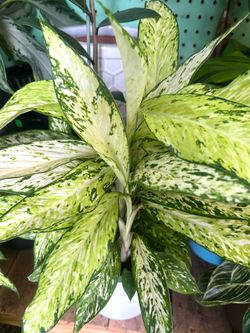 Dieffenbachia 'Star Bright” Plant