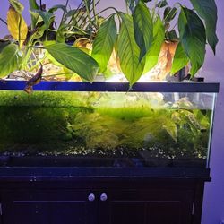 Planted Aquarium Tank Setup