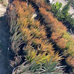 Plants 