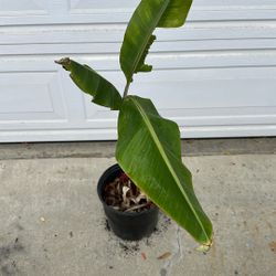 This Banana