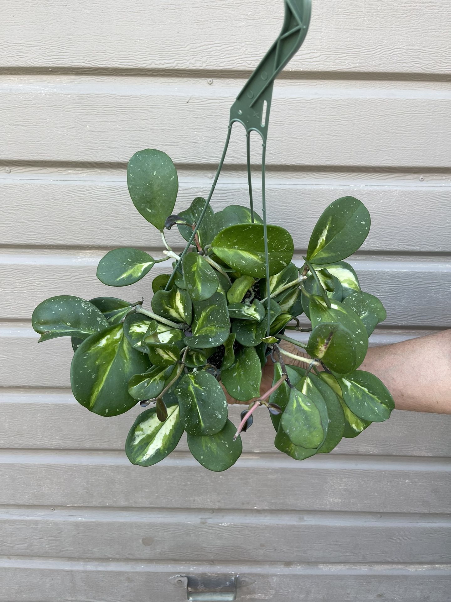 6” Variegated Hoya Obovata Super Full