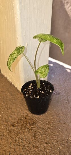Alocasia odora 'Batik