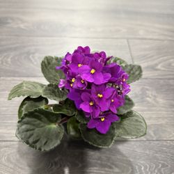 African Violet Blooming Gorgeous Healthy Plant Indoor 