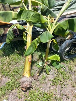 2 banana tree for 10