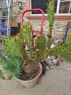Beautiful Cactus  Plant