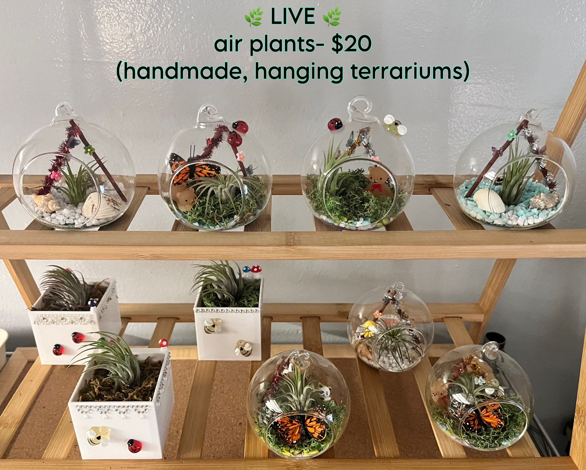 Hanging Terrariums- Air Plants