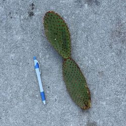 Plants - Unique Cacti Variety Cuttings. Most are Over 18” Tall. ONLY: $5 Each, or 3 for $10.