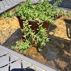 Succulent Trailing Plant 
