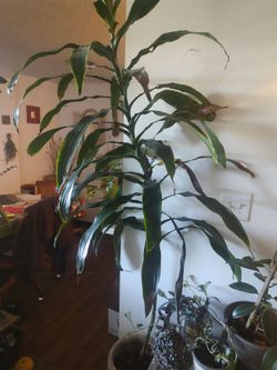 Dracena - Indoor Plant - 4ft tall