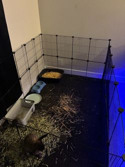 Rabbit cage
