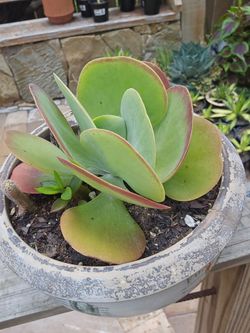 Kalanchoe