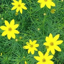 Coreopsis Perennial