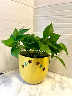 Pathos plant 🪴