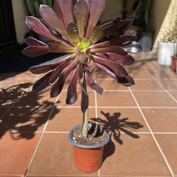 Black Rose Succulent Plant