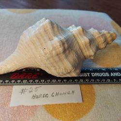 #25 Horse Chonch Shell, Shelf Sitter Decorations 