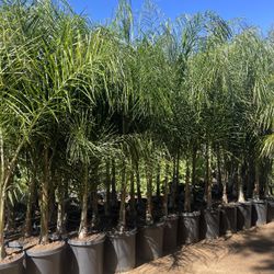 Queen Palm Trees- Approximately 6-8 Feet Tall- 15 Gallon Size 