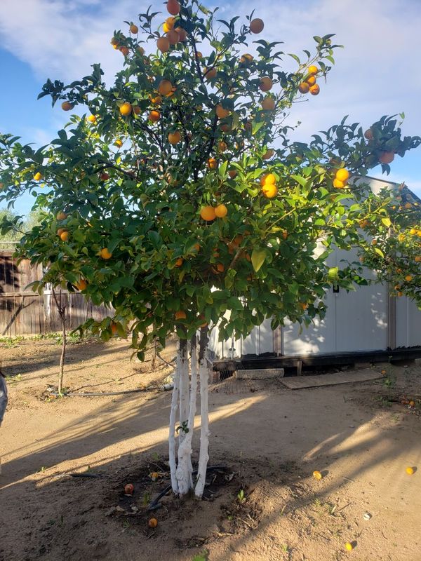 Lemon trees , mandarin trees , guava tree , grapefruit Lemon trees , mandarin trees , guava tree , grapefruit