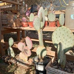 Purple 💜 Nopal Plant Cacti 