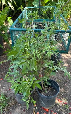 Planta de arnica