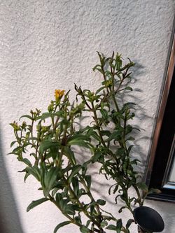 Mexican Tarragon Herb Tea plant
